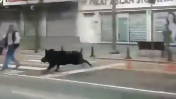 Αγριογούρουνο εισέβαλε σε πολυσύχναστο δρόμο της Τουρκίας και άρχισε να τρέχει τραυματίζοντας τρία άτομα, δείτε βίντεο
