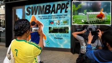 «Swimbappe»: Το χρυσόψαρο που προβλέπει αγώνες Μουντιάλ στο Τορόντο και γίνεται viral, δείτε βίντεο 