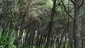 Τσίπρας: Η νίκη του ΣΥΡΙΖΑ θα είναι το τέλος της κυβέρνησης Σαμαρά 