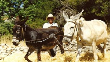 Ένα μόνο όπλο χρησιμοποιήθηκε στο μακελειό στις Άλπεις