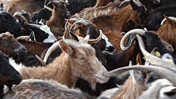 Σουηδία και Πολωνία φοβούνται τις συνέπειες μίας επέμβασης στη Συρία 