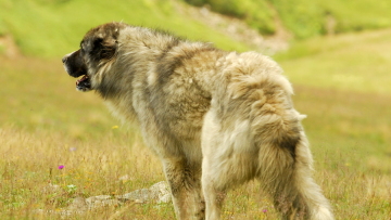 Τσίπρας: Πώς μπορούν να μιλάνε για «success story», ενώ έχουμε ανθρωπιστική κρίση;