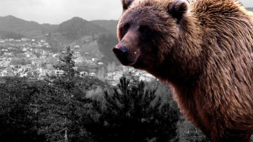 Απίστευτο: Εφαγαν… αρκούδα στα Γρεβενά!