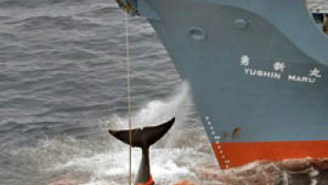 Πώς είδε ο ευρωπαϊκός Τύπος τη νίκη της Μέρκελ