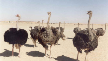 Το άρωμα της Rihanna… ξεπουλάει!