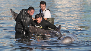 Απίστευτο θέαμα στον Άλιμο: Στα ρηχά μικρή φάλαινα - Είναι τραυματισμένη 