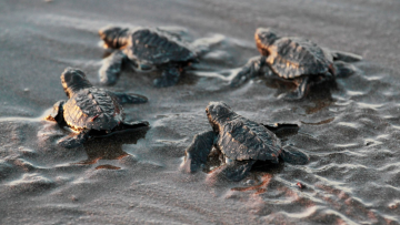 Βίντεο: Το BBC σώζει... χελωνάκια!