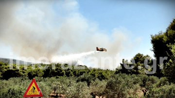Στάχτη έγιναν 50 στρέμματα πευκοδάσους στις Βολίμες Ζακύνθου 