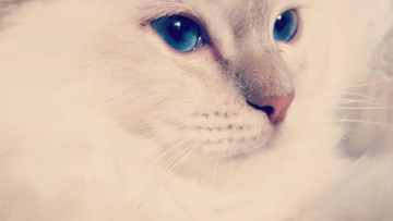 H γάτα του Karl Lagerferld “είπε” το πιο σωστό πράγμα για την Black Friday