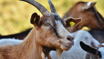 Επιχείρηση διάσωσης για… άτακτες κατσίκες στη Μαγνησία!