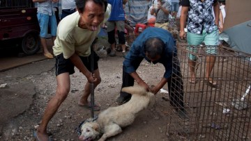 Κορωνοϊός - Κίνα: Η Σεντζέν απαγορεύει με «ιστορική απόφαση» την κατανάλωση γατιών και σκύλων