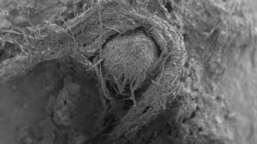 Ανακαλύφθηκε μικροσκοπικό κομμάτι σχοινιού που το είχαν φτιάξει...Νεάντερταλ!