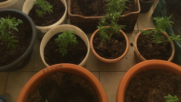 Κέρκυρα: Ο «Στιτς» οδήγησε σε τρεις συλλήψεις για χασισοφυτείες 