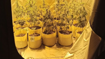 Σέρρες: Καταζητούμενος ληστής καλλιεργούσε υδροπονική κάνναβη!