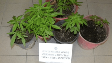 Έξι συλλήψεις για καλλιέργεια κάνναβης σε διάφορες περιοχές της χώρας