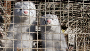 Δανία- Κορωνοϊός: Σφαγιάζονται 15 εκατ. βιζόν μετά από εντοπισμό μεταλλαγμένου ιού σε ανθρώπους