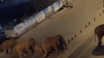 Κίνα: Κοπάδι ελεφάντων κυκλοφορεί ανεξέλεγκτο και σπέρνει τον τρόμο