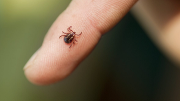 Ροδόπη: Σπάνιο περιστατικό εγκεφαλίτιδας από τσίμπημα τσιμπουριού σε κτηνοτρόφο -Ενημερώθηκε ο ΕΟΔΥ