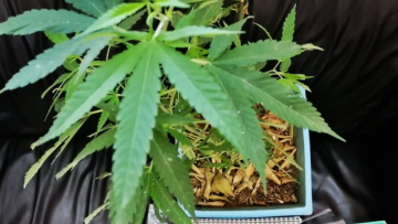 Λουτράκι: Μαζί με τη μητέρα του καλλιεργούσε και διακινούσε κάνναβη!