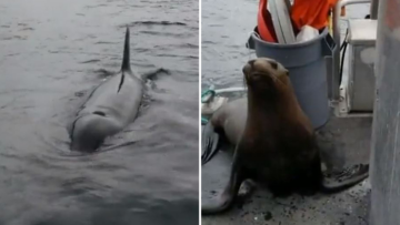Viral βίντεο: Γυναίκα ρίχνει στο νερό θαλάσσιο ελέφαντα που προσπαθεί να γλιτώσει από φάλαινες-δολοφόνους