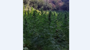 Βρήκαν χασισοφυτεία 14 επιπέδων με 2.650 δενδρύλλια στον Πλατανιά!
