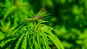 Ηράκλειο: Καλλιεργούσαν κάνναβη σε οικόπεδο - Δύο συλλήψεις