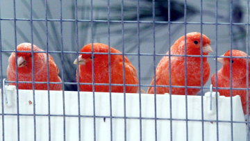 Ωδικά πτηνά η λεία ληστείας και κλοπών στον Βόλο!