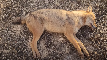 Δηλητηριασμένα βρέθηκαν δύο τσακάλια στο Εθνικό Πάρκο Στροφυλιάς - Δείτε βίντεο