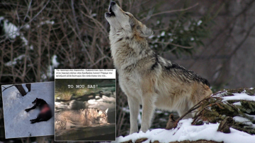 H αλήθεια για τον λύκο που φέρεται να κατασπάραξε σκύλους στον Διόνυσο
