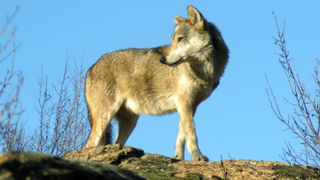 Λύκος στον Διόνυσο: Ξεκινάει «σαφάρι» για τον εντοπισμό του