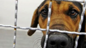 Δημιουργείται Τμήμα Προστασίας Ζώων στην ΕΛΑΣ για την αντιμετώπιση περιστατικών κακοποίησης