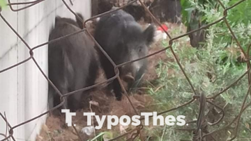 Κυνήγι με τα αγριογούρουνα στη Θεσσαλονίκη - Βίντεο