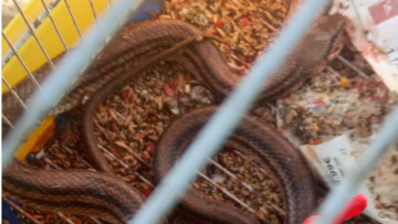 Πρέβεζα: Φίδι τρύπωσε σε κλουβί και καταβρόχθισε 16 καναρίνια!