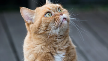 Κορωνοϊός: Βρέθηκε η πρώτη περίπτωση γάτας που μόλυνε άνθρωπο