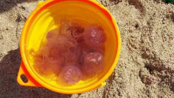 Κρήτη: Οι μωβ μέδουσες έφτασαν στα Φαλάσαρνα - Λουόμενοι μάζεψαν πάνω από δέκα