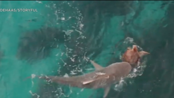 Θαλάσσια χελώνα επιβιώνει μετά από επίθεση που δέχθηκε από καρχαρία - Δείτε βίντεο