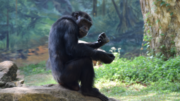 Αττικό Ζωολογικό Πάρκο: Αντιδράσεις για τη θανάτωση του χιμπατζή - Συγκέντρωση διαμαρτυρίας το απόγευμα από Φιλοζωική