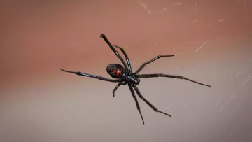 Σέρρες: Αράχνη «μαύρη χήρα» τσίμπησε αγρότη και τον έστειλε στο νοσοκομείο!