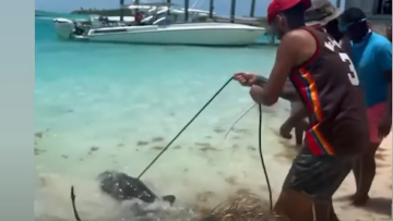 Νικ Κύργιος: Προσπαθεί να «δαμάσει» καρχαρία στις Μπαχάμες 