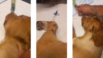 Σύρος: Σκυλάκι δηλητηριάστηκε με φόλα, σώθηκε τελευταία στιγμή!