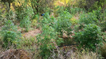 Βοιωτία: Τεράστια χασισοφυτεία με 2.225 δενδρύλλια σε χαράδρα, έφταναν έως και τα 2,50 μέτρα!