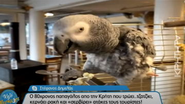 Κρήτη: Παπαγάλος 80 ετών τρώει τζατζίκι και κερνάει ρακή τους τουρίστες