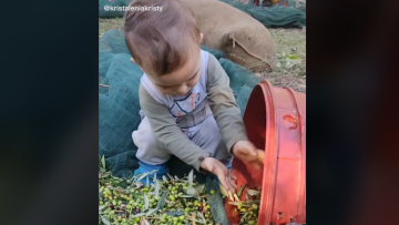 Κρήτη: Viral ο 2χρονος Στέλιος που μαζεύει ελιές και αρμέγει πρόβατα