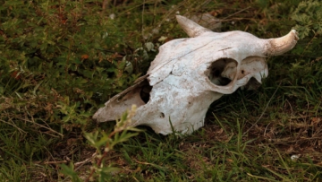 Μυστήριο γύρω από τον περίεργο ακρωτηριασμό 20 αγελάδων στην Αυστραλία: «Δεν βρήκαμε ίχνος αίματος» λένε οι αγρότες