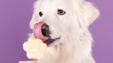 Το παγωτό που επιτρέπεται να φάει ο σκύλος σας - Δροσιστικό και σούπερ θρεπτικό