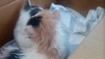 Κτηνωδία στον Βόλο: Εκλεισαν γατάκια σε κουτί από παπούτσια και τα πέταξαν στον κάδο