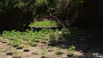Χανιά: Ταυτοποιήθηκε αλλοδαπός που καλλιεργούσε 359 χασισόδεντρα στον Αποκόρωνα