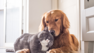 pet.gov.gr: Σε λειτουργία η πλατφόρμα για τα ζώα συντροφιάς - Οι σημαντικότερες καινοτομίες