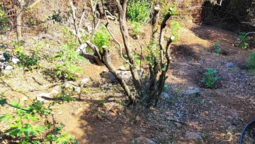 Ξήλωσαν δύο φυτείες με 47 δενδρύλλια κάνναβης στο Ρέθυμνο