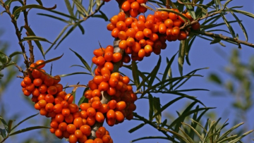 Ιπποφαές, ένα superfood για τον κήπο και το μπαλκόνι μας